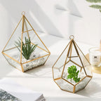 Succulent Bonsai Home Decor