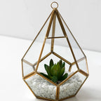Succulent Bonsai Home Decor